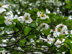 dogwood3