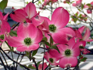 dogwoodpink